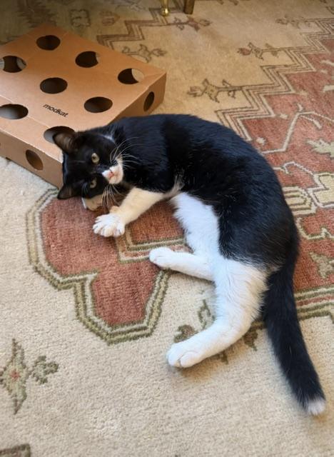 Cookie, a ADOPTABLE Domestic Short Hair in Novato, CA image 1/3