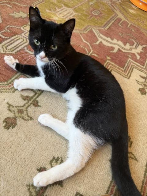 Cookie, a ADOPTABLE Domestic Short Hair in Novato, CA image 2/3