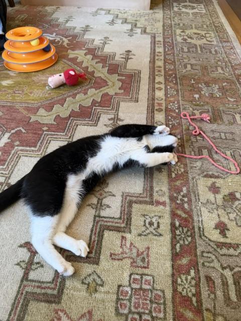 Cookie, a ADOPTABLE Domestic Short Hair in Novato, CA image 3/3