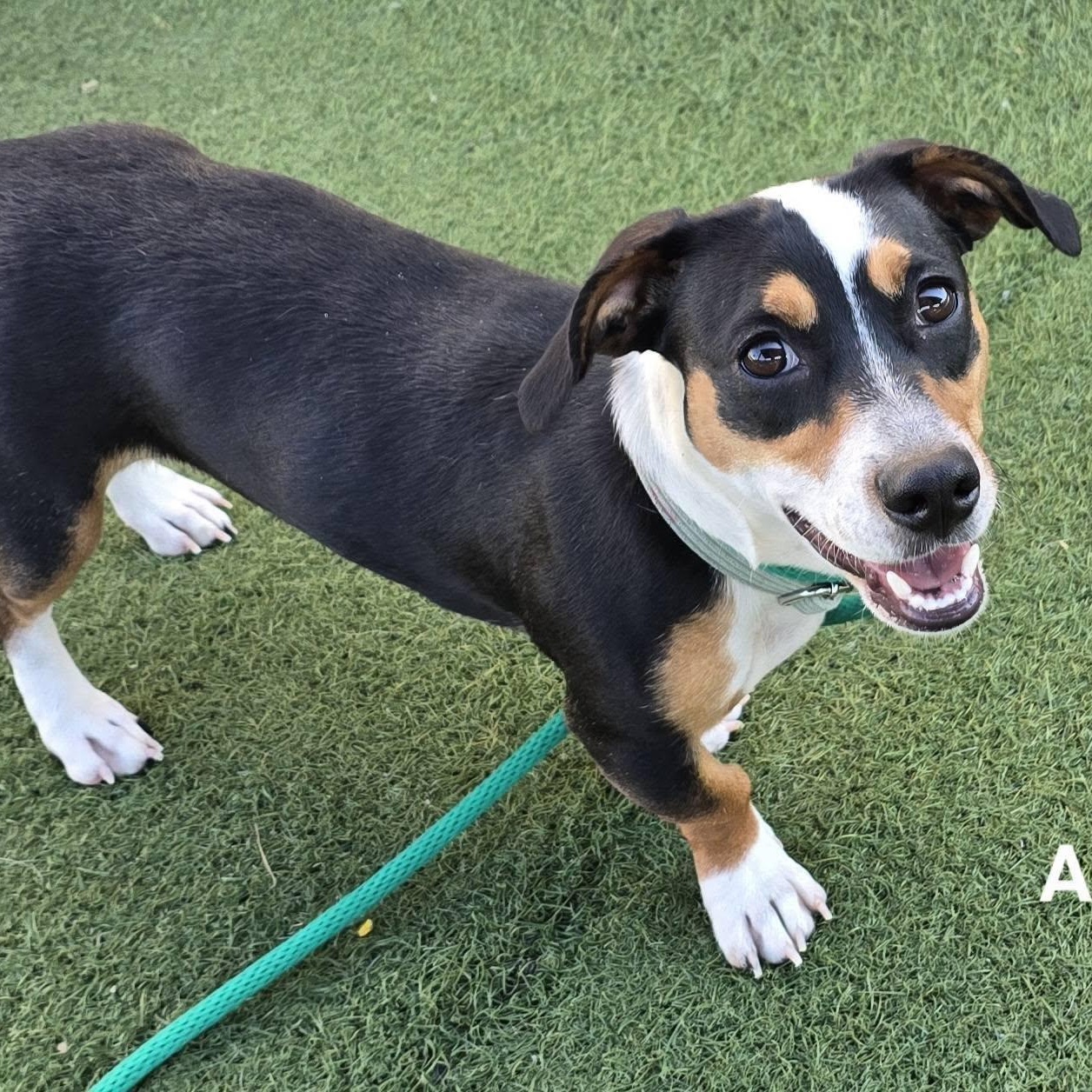 Ariel, Adoptable, Young Female Dachshund.