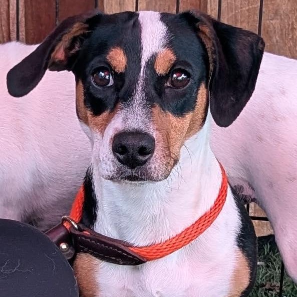 Enlarge Ariel, a Adoptable mixed breed in Palm Harbor, FL image 2/2