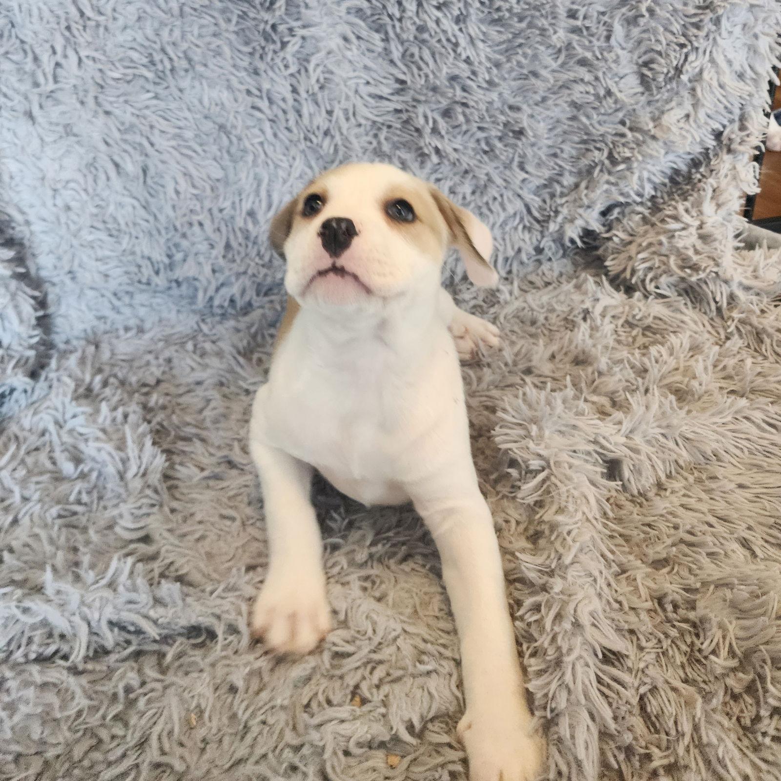 GeeGaw, Adoptable, Young Female Pit Bull Terrier.