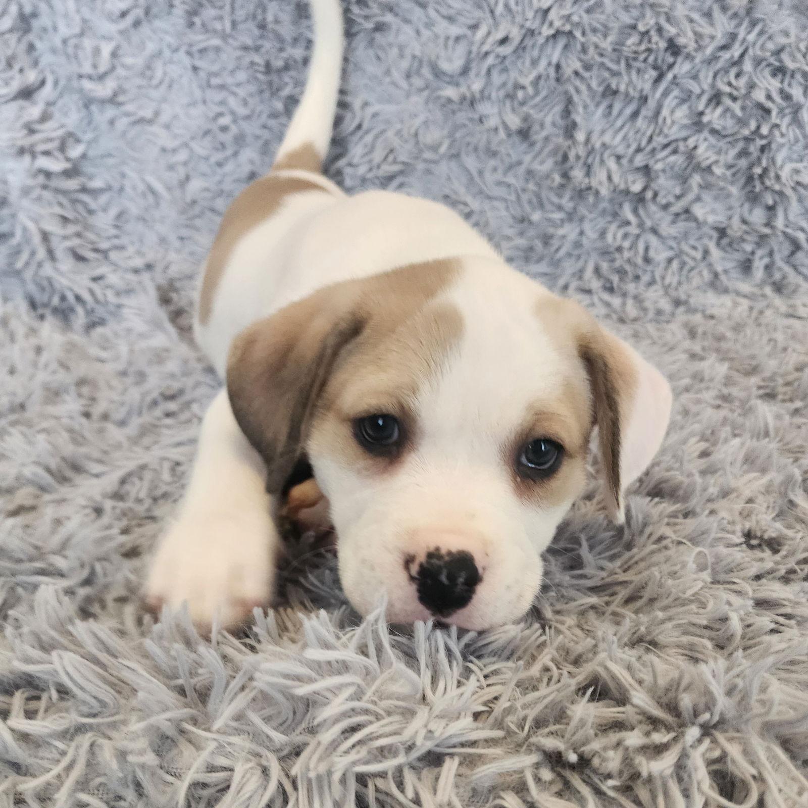 Enlarge GeeGaw, a Adoptable Pit Bull Terrier in Fargo, ND image 2/3