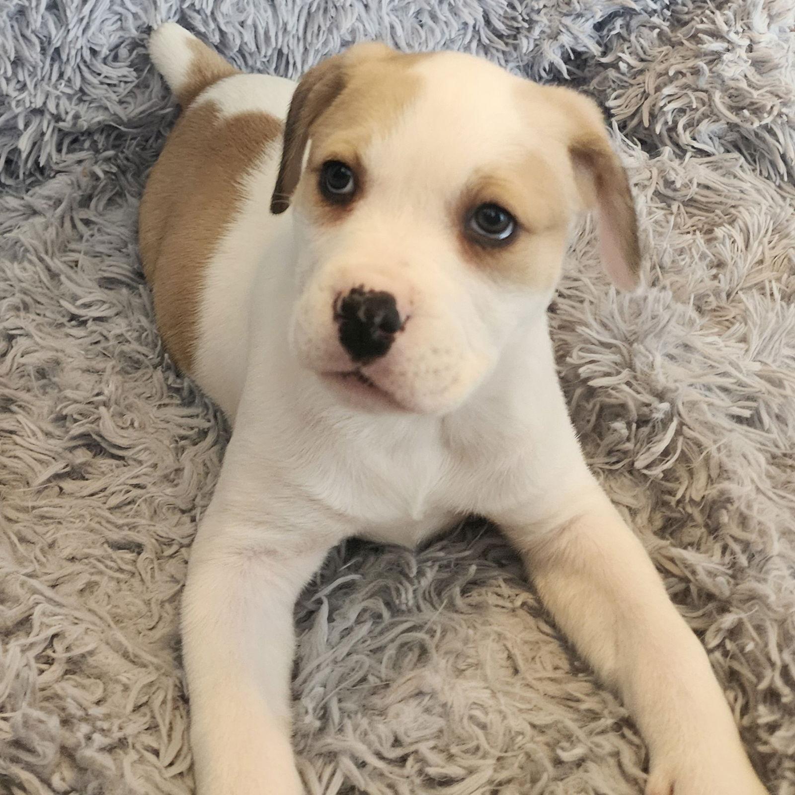 Enlarge GeeGaw, a Adoptable Pit Bull Terrier in Fargo, ND image 3/3