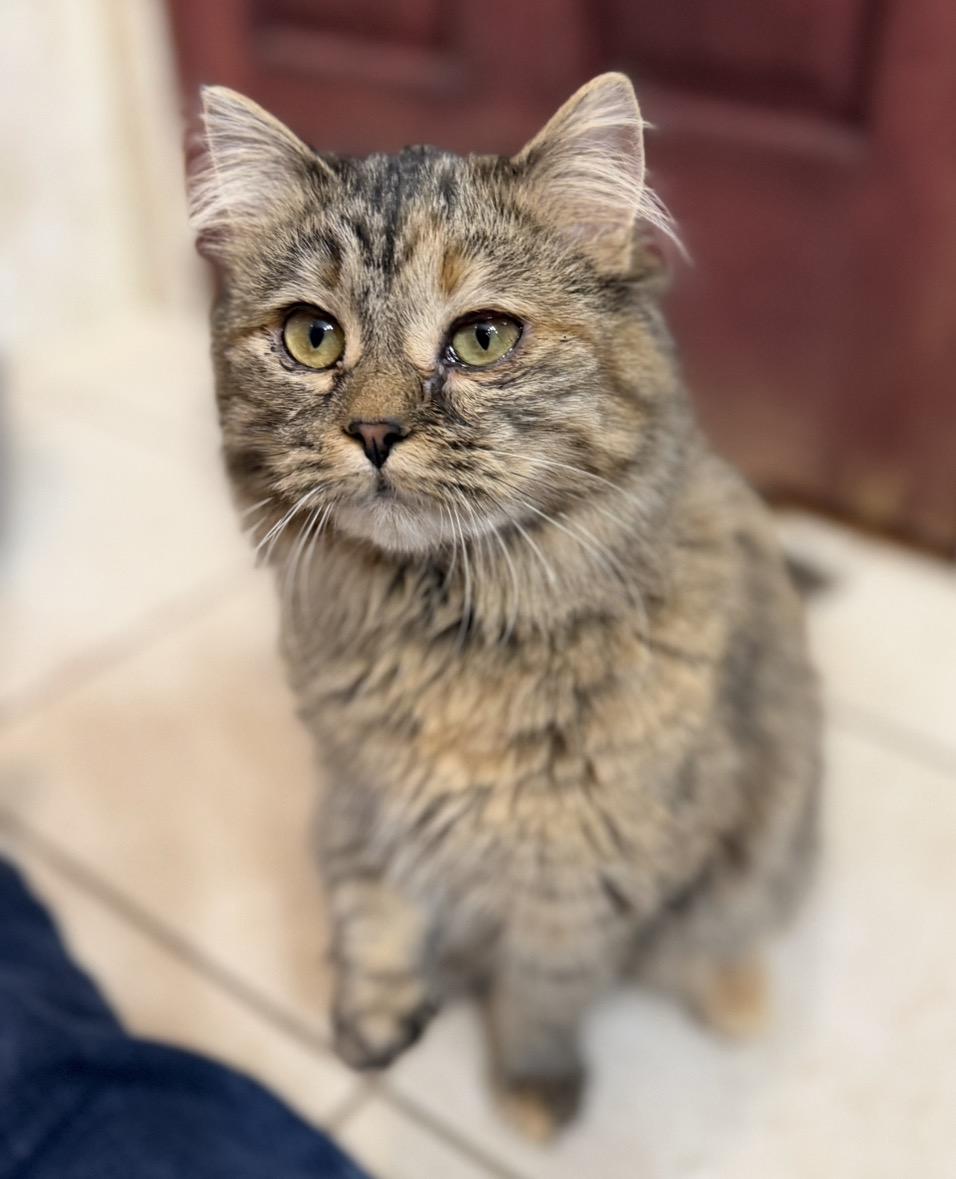Enlarge Myla, an adopted Domestic Medium Hair in Elwood, IL image 4/5