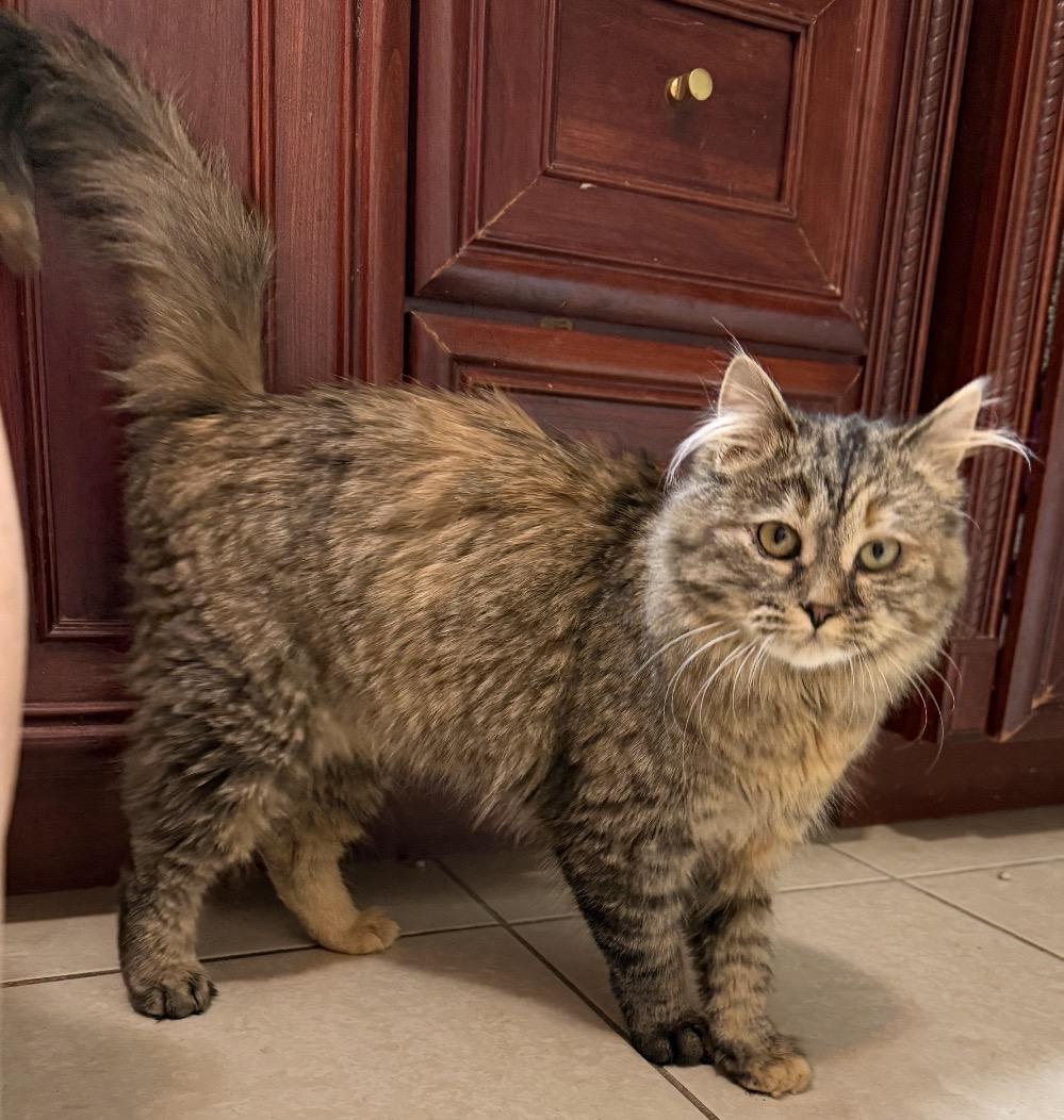Myla, ADOPTABLE, Kitten Female Domestic Medium Hair.
