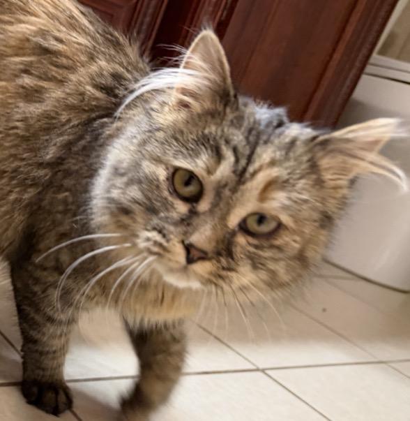 Enlarge Myla, an adopted Domestic Medium Hair in Elwood, IL image 2/5