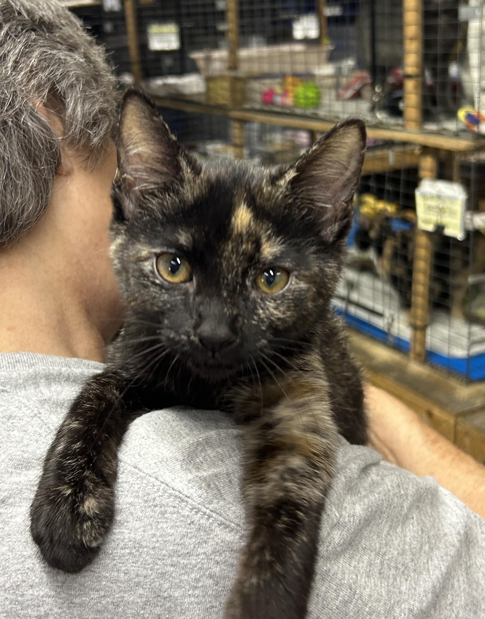 Enlarge Shelby, a Adoptable Domestic Short Hair in Avon, OH image 2/4