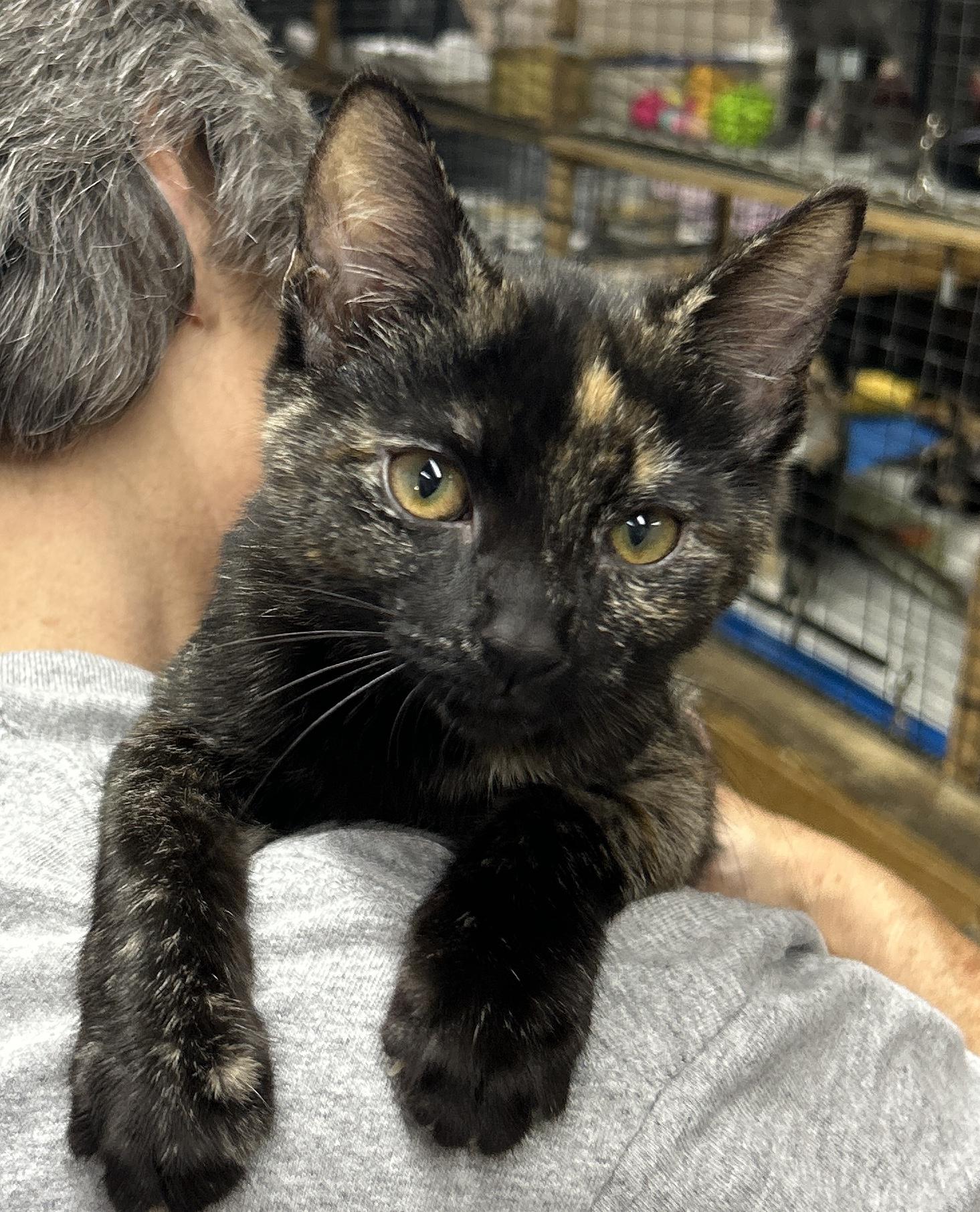 Enlarge Shelby, a Adoptable Domestic Short Hair in Avon, OH image 4/4