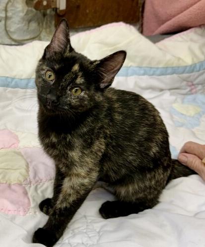 Enlarge Shelby, a Adoptable Domestic Short Hair in Avon, OH image 3/4