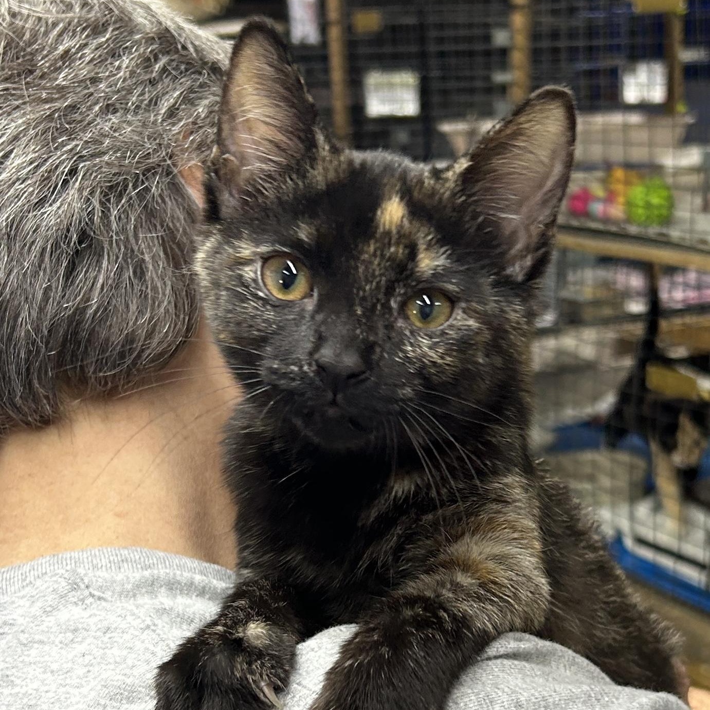 Shelby, Adoptable, Kitten Female Domestic Short Hair.