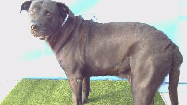 Enlarge OSO, a Adoptable mixed breed in Gardena, CA image 1/1