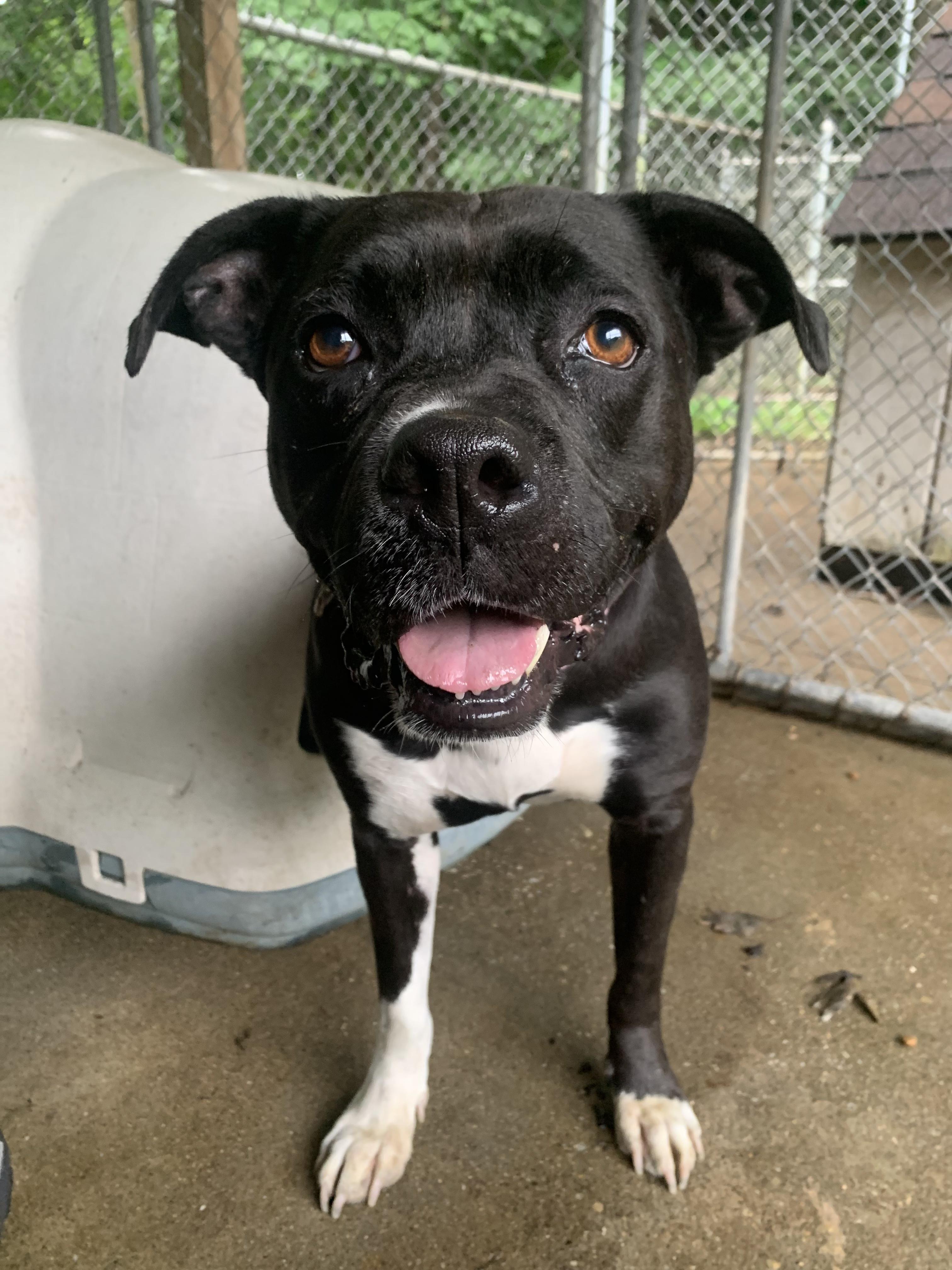 Enlarge Wheezy, a Adoptable mixed breed in Saint Clairsville, OH image 4/4