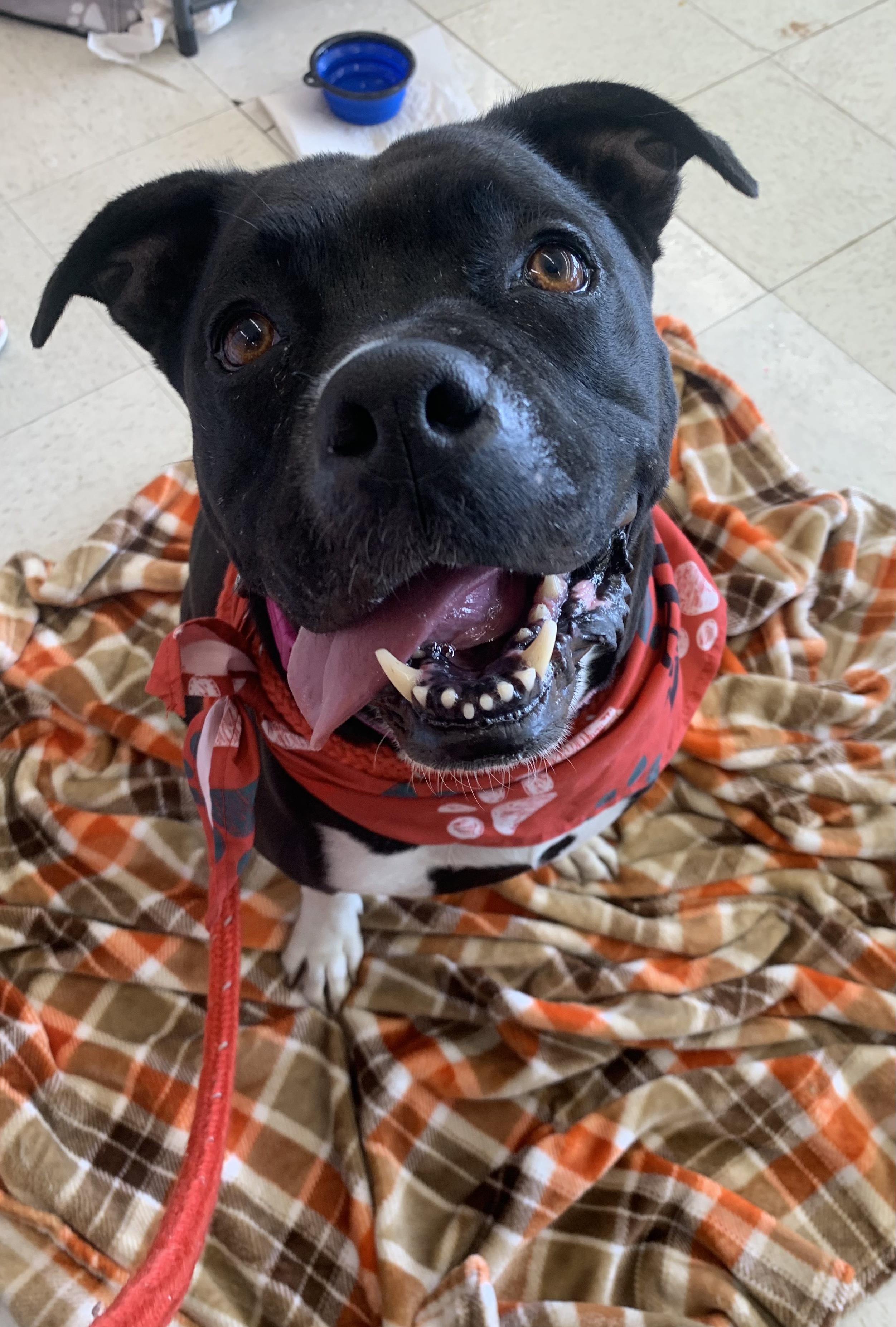 Enlarge Wheezy, a Adoptable mixed breed in Saint Clairsville, OH image 3/4