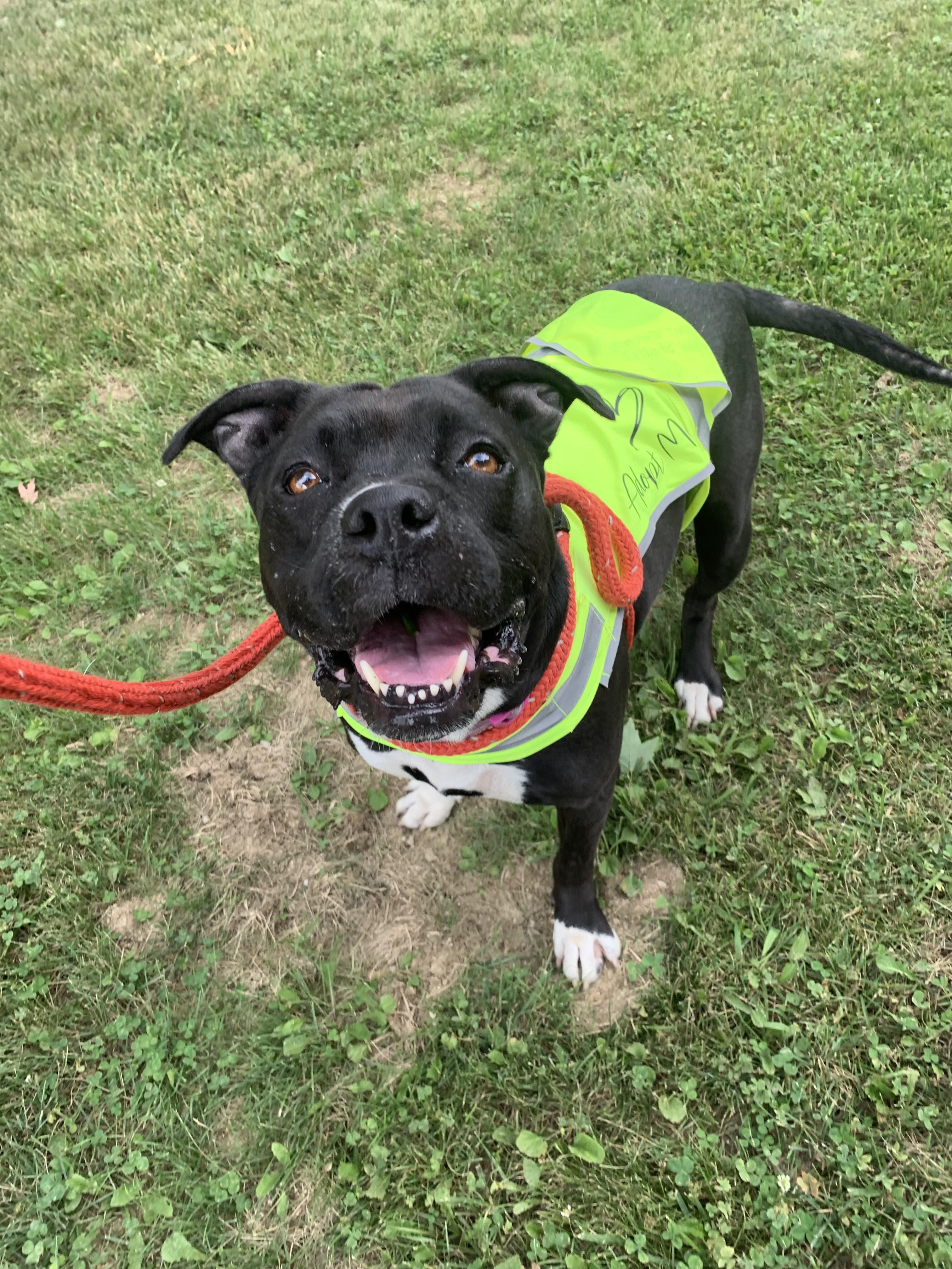 Wheezy, Adoptable, Adult Female Boxer & Mixed Breed.