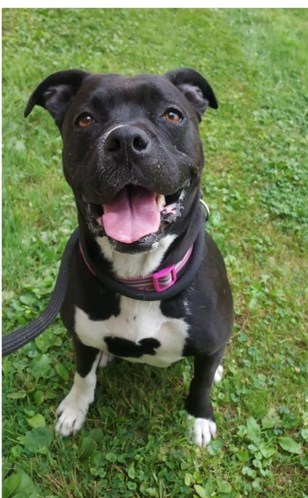 Enlarge Wheezy, a Adoptable mixed breed in Saint Clairsville, OH image 2/4