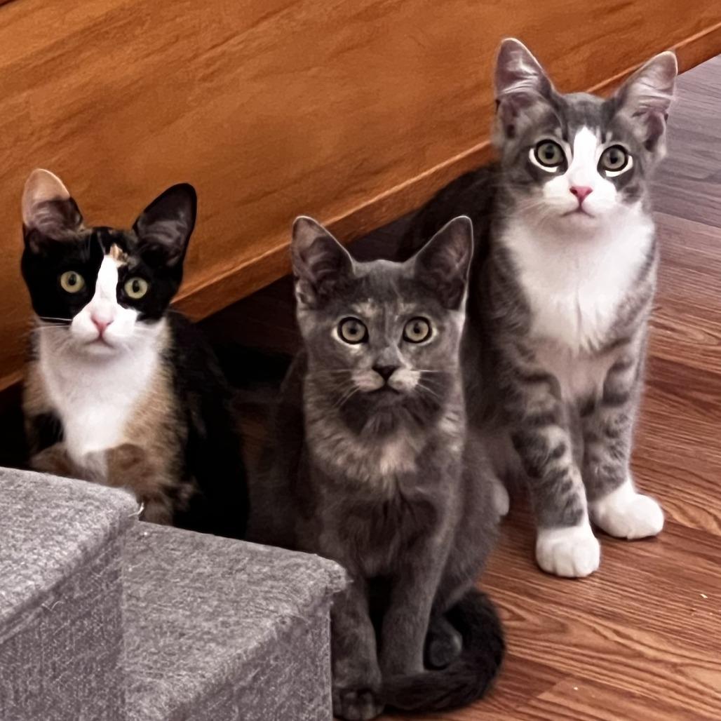 Rain — thumbnail 2