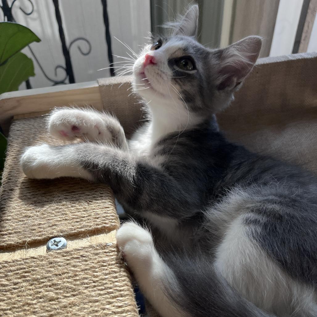 Rain — thumbnail 4