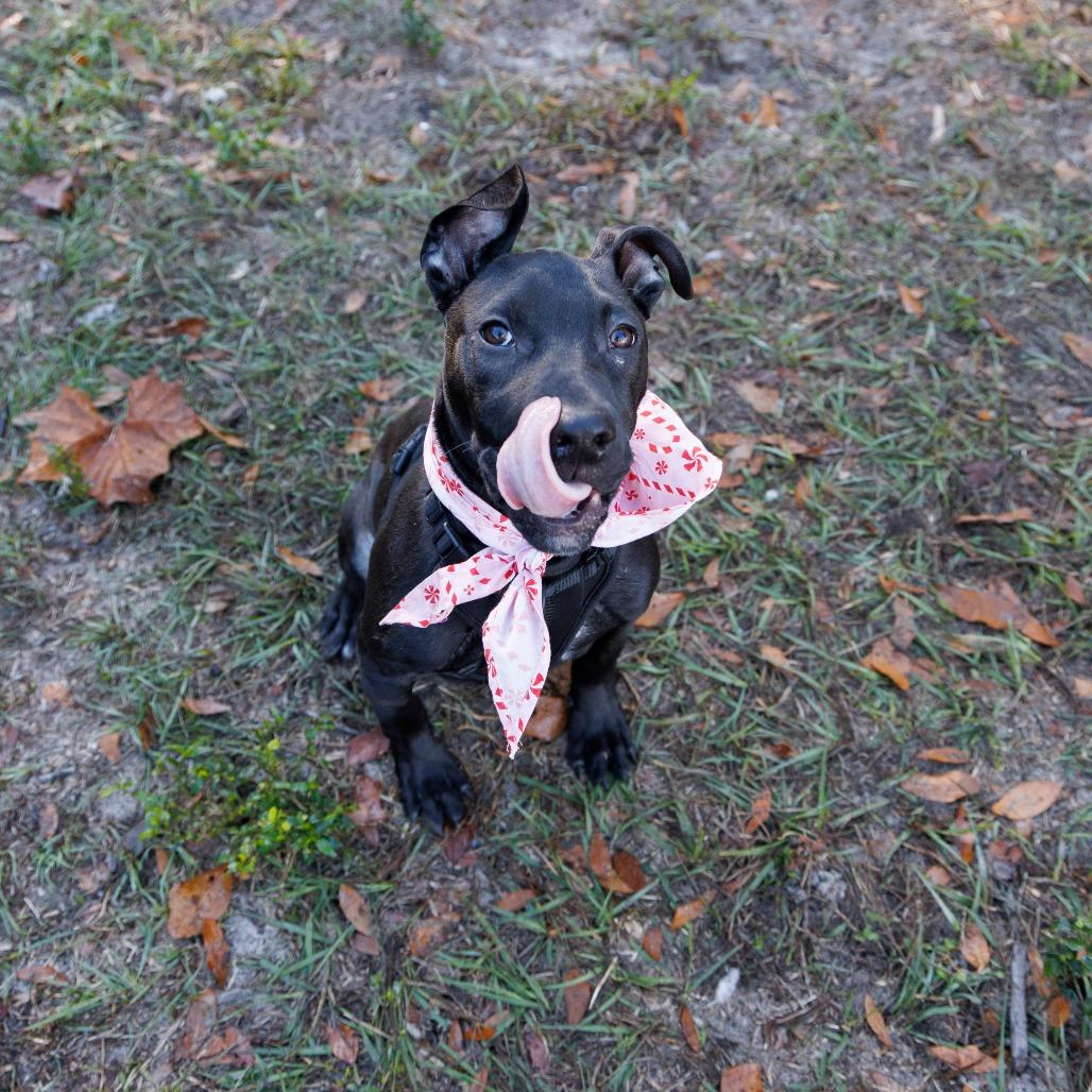 Enlarge Chowder, a Adoptable Mixed Breed in Gainesville, FL image 1/3