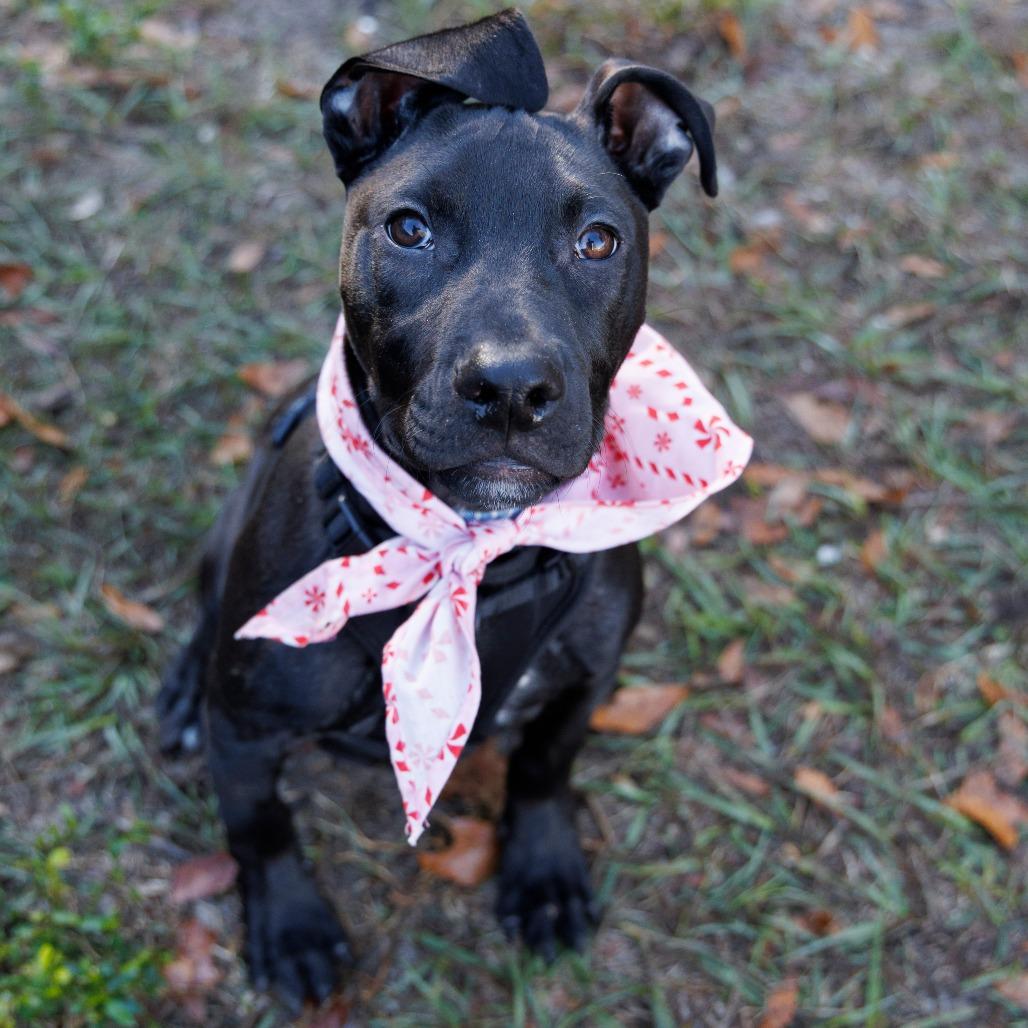 Enlarge Chowder, a Adoptable Mixed Breed in Gainesville, FL image 2/3