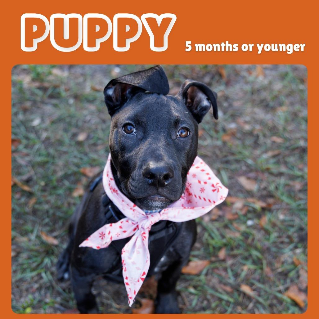 Enlarge Chowder, a Adoptable Mixed Breed in Gainesville, FL image 3/3