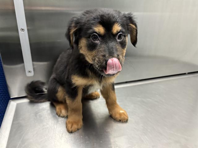 TWIX, Adoptable, Puppy Female German Shepherd Dog & Mixed Breed.