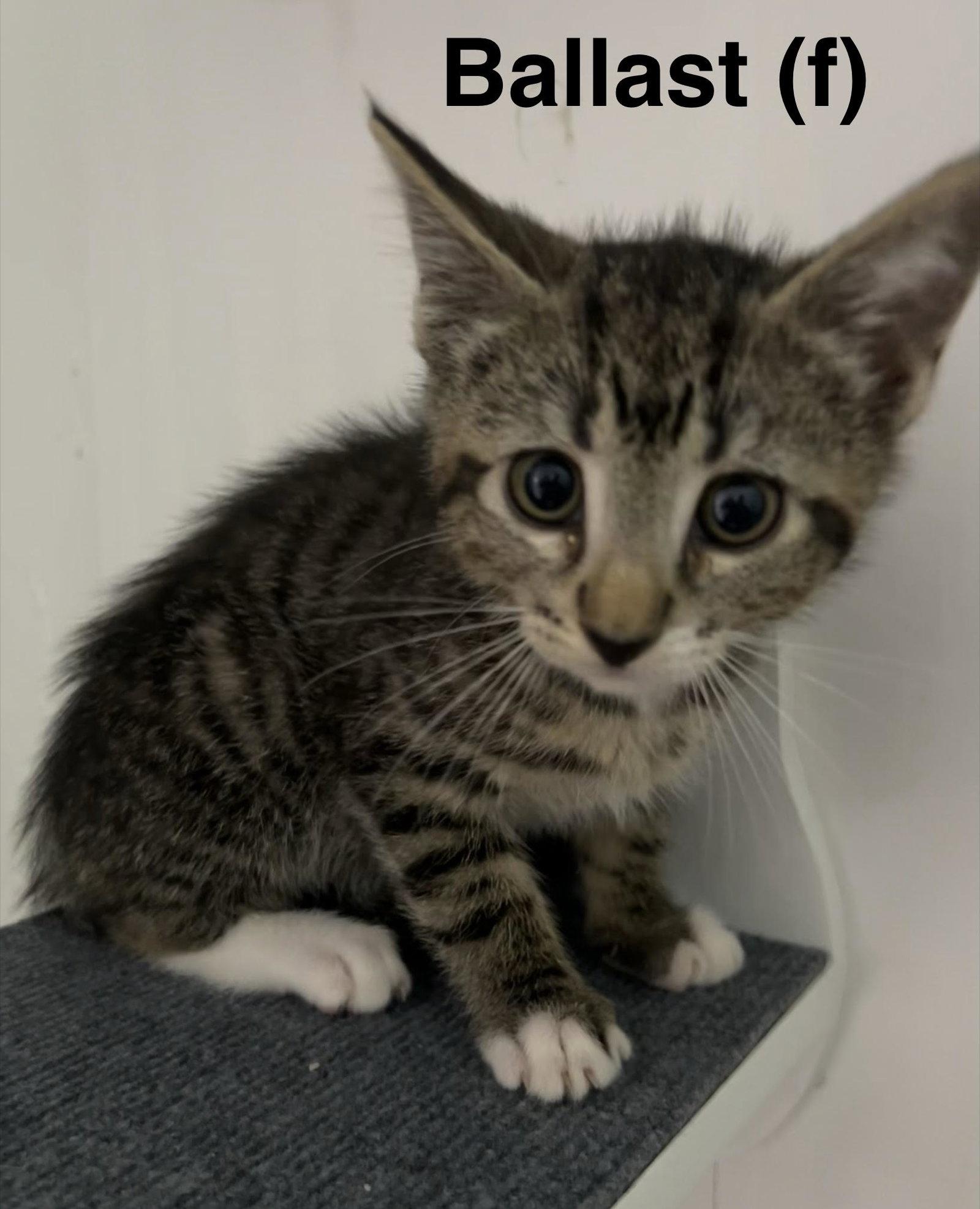 Ballast, a Adoptable Domestic Short Hair in Saugerties, NY image 1/2
