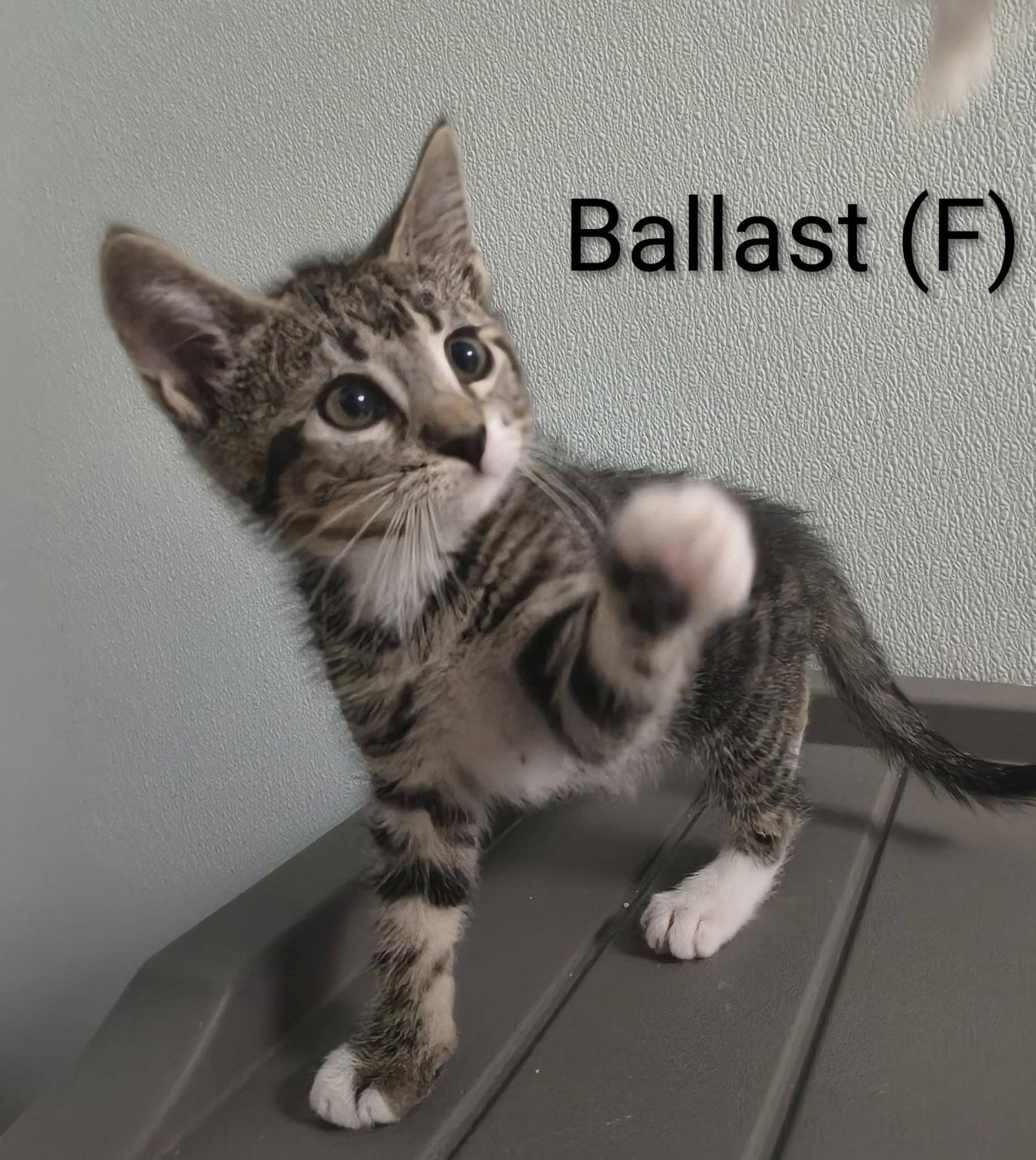 Ballast, a Adoptable Domestic Short Hair in Saugerties, NY image 2/2