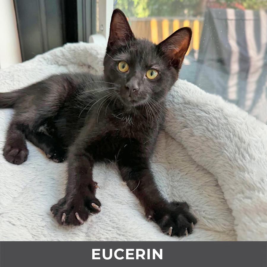 Enlarge Eucerin, a Adoptable Domestic Short Hair in Etobicoke, ON image 3/4