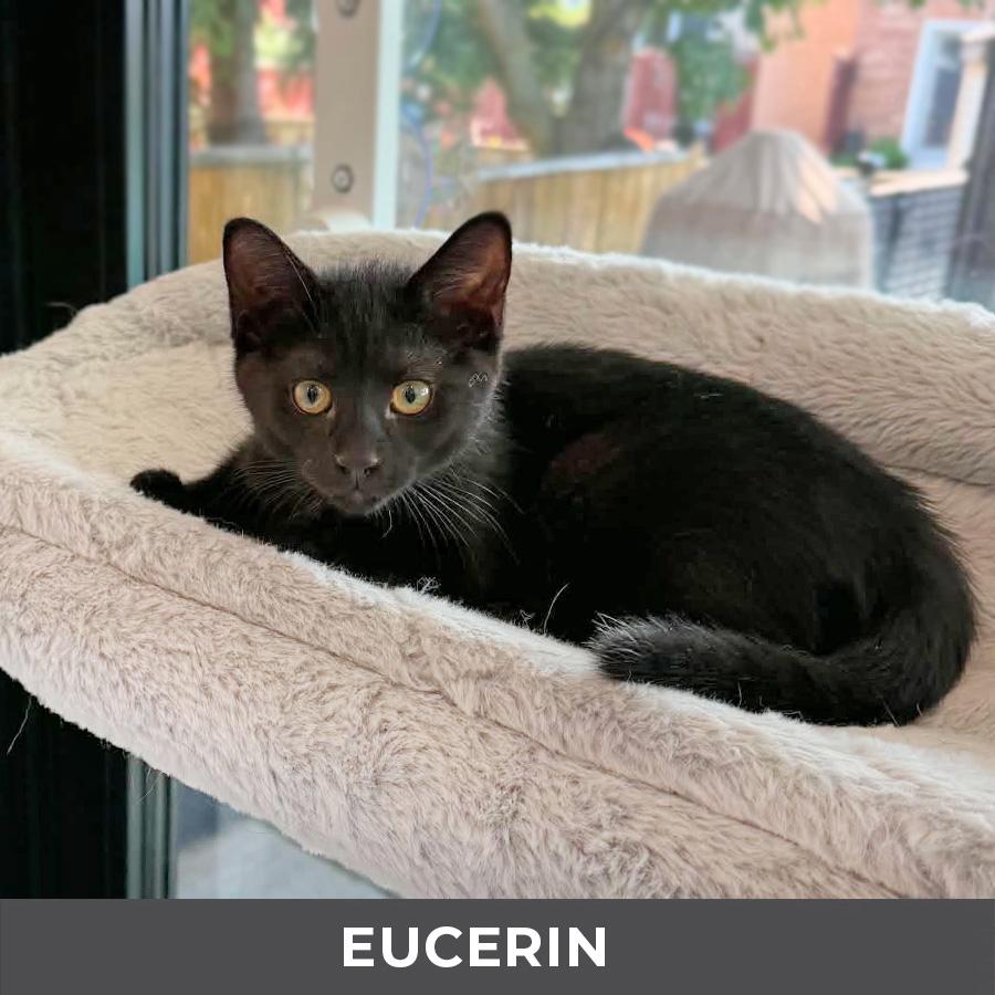 Enlarge Eucerin, a Adoptable Domestic Short Hair in Etobicoke, ON image 4/4