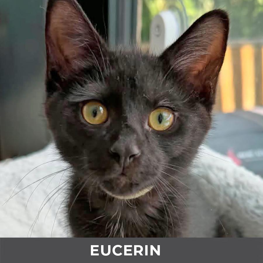 Enlarge Eucerin, a Adoptable Domestic Short Hair in Etobicoke, ON image 1/4