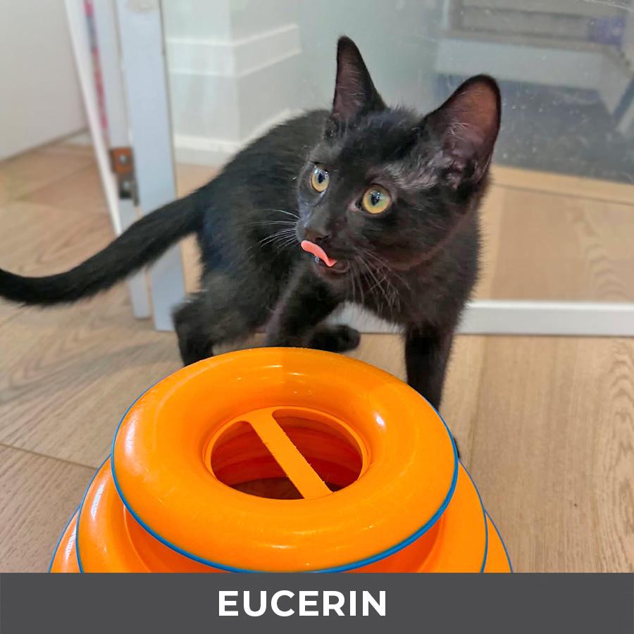 Enlarge Eucerin, a Adoptable Domestic Short Hair in Etobicoke, ON image 2/4