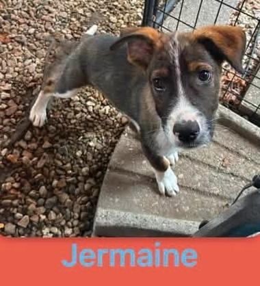 Jermaine (M), ADOPTABLE, Young Male Shepherd.
