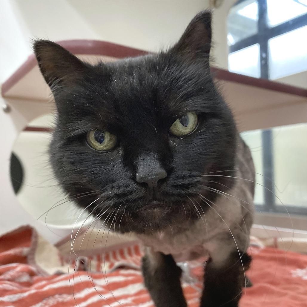 Enlarge Binx, a Adoptable Domestic Long Hair in Cheyenne, WY image 1/2