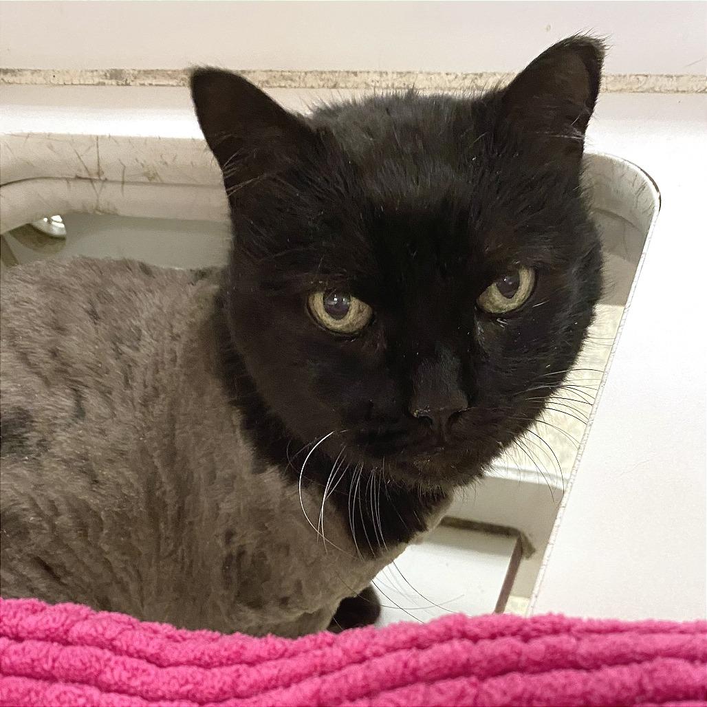 Enlarge Binx, a Adoptable Domestic Long Hair in Cheyenne, WY image 2/2