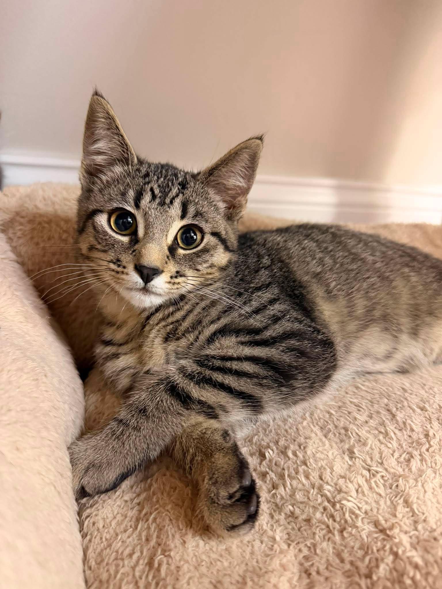 Griffy, a ADOPTABLE Domestic Short Hair in Fulton, NY image 4/4