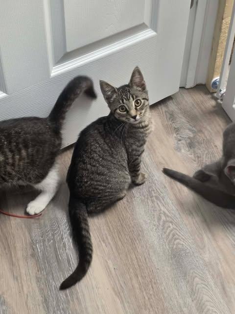 Griffy, a ADOPTABLE Domestic Short Hair in Fulton, NY image 3/4