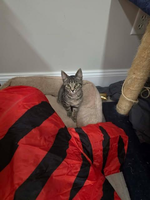 Griffy, a ADOPTABLE Domestic Short Hair in Fulton, NY image 2/4