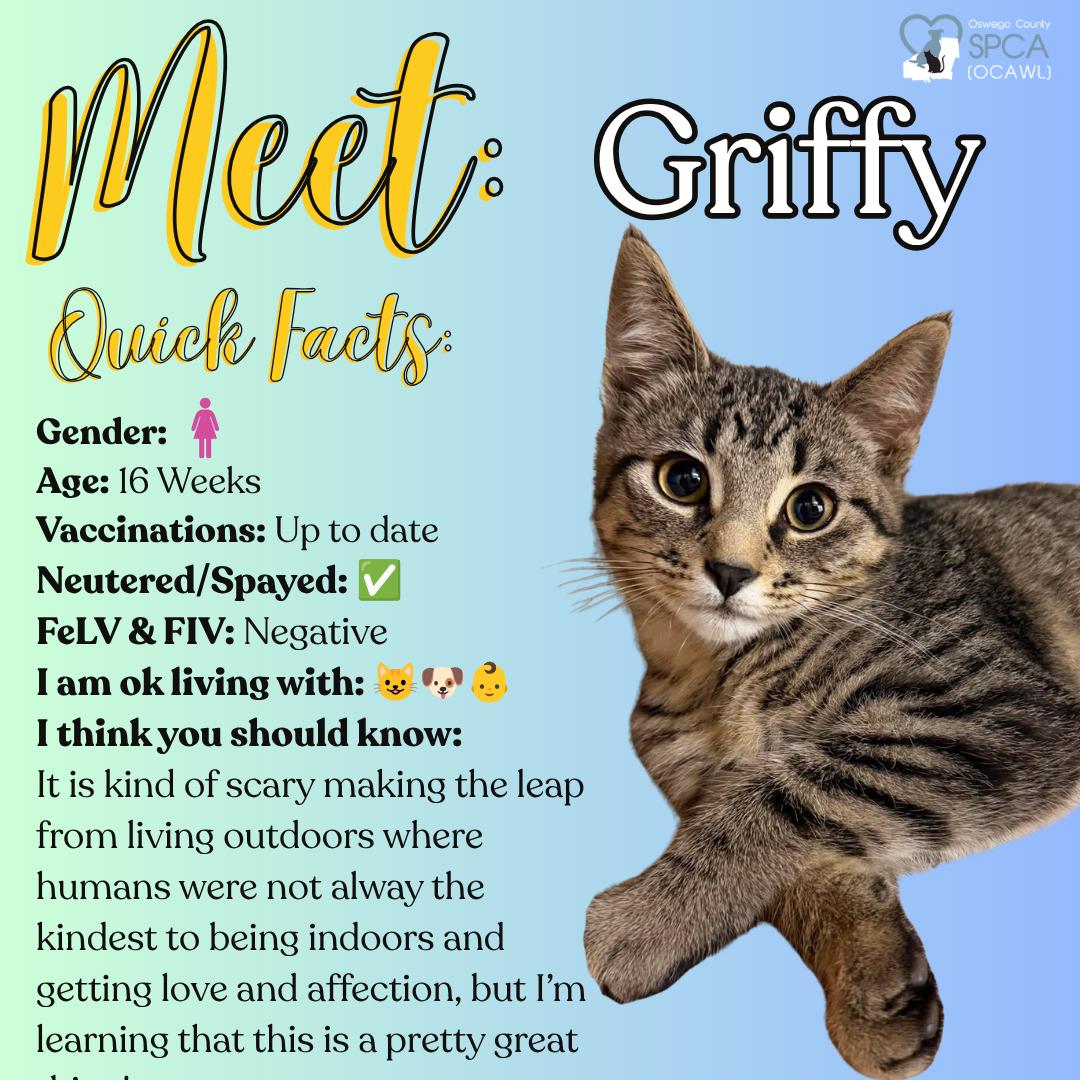 Griffy, ADOPTABLE, Young Female Domestic Short Hair.