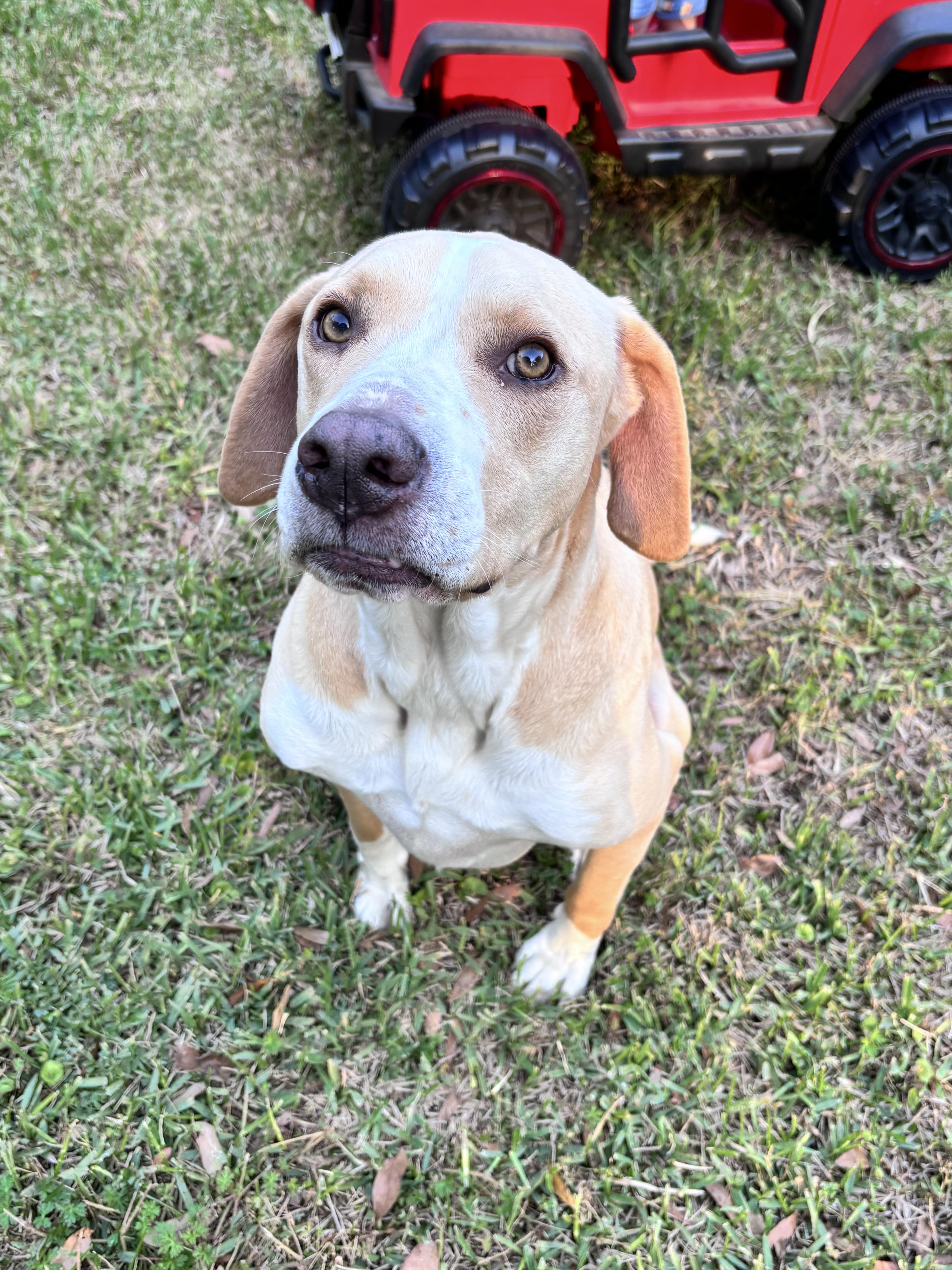 Enlarge ~ Courtesy ~ Bo , a ADOPTABLE mixed breed in Mobile, AL image 2/2