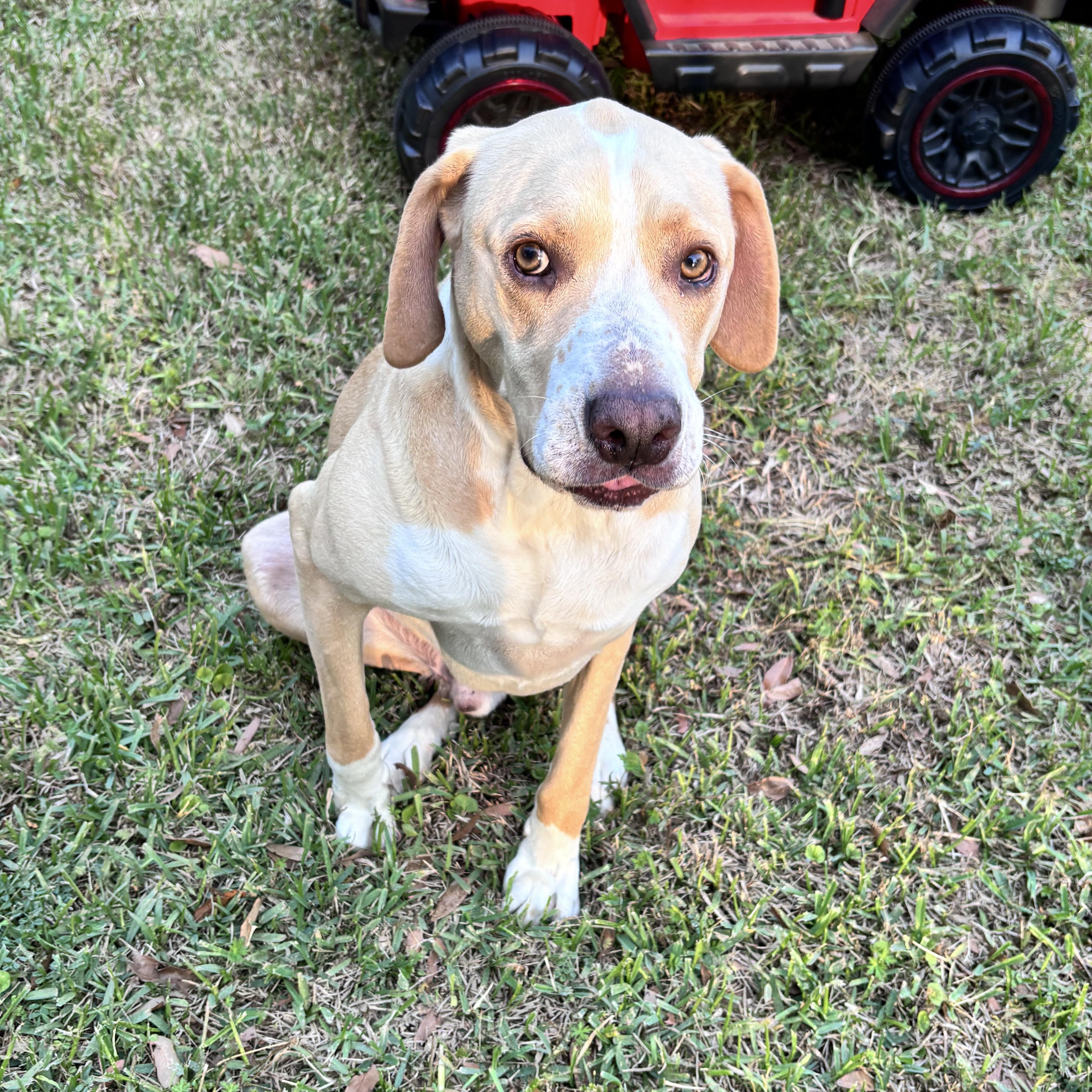 Enlarge ~ Courtesy ~ Bo , a ADOPTABLE mixed breed in Mobile, AL image 1/2