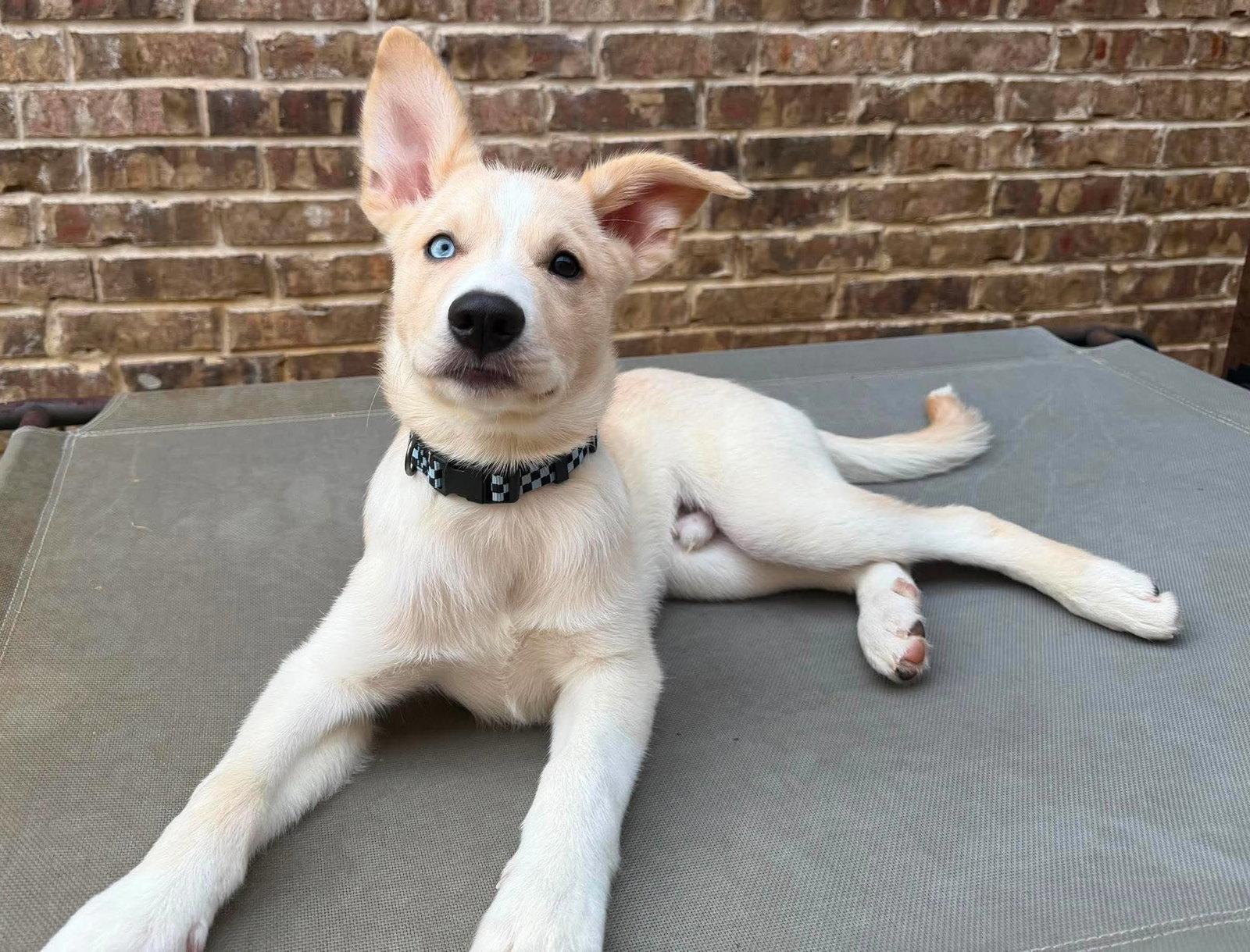 Murphy, Adoptable, Puppy Male Siberian Husky.