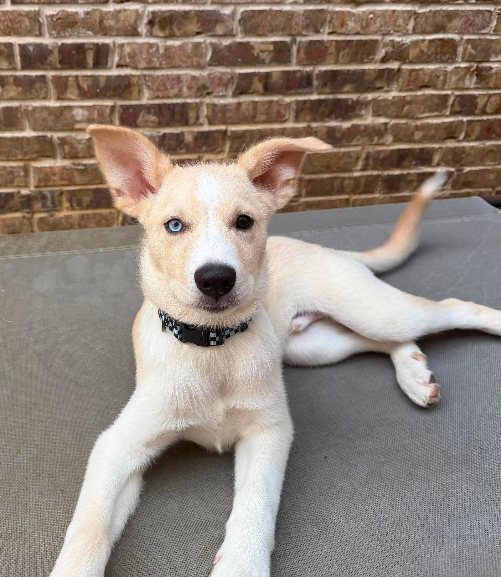 Murphy, a Adoptable Siberian Husky in Carrollton, TX image 2/3