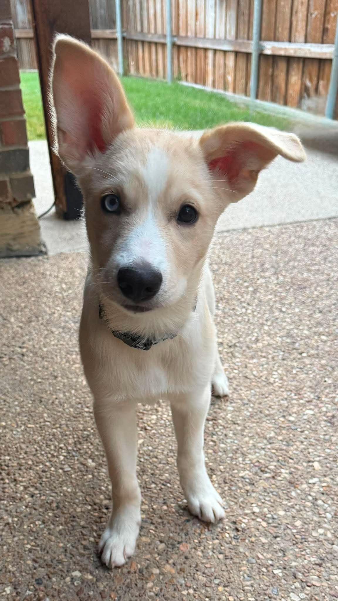 Murphy, a Adoptable Siberian Husky in Carrollton, TX image 3/3