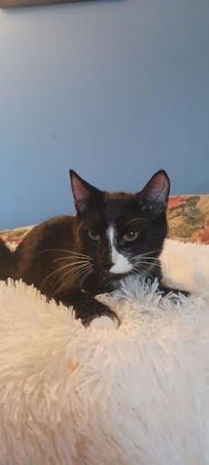 Enlarge Spice [and Saige], a Adoptable Domestic Short Hair in Avondale, PA image 1/2