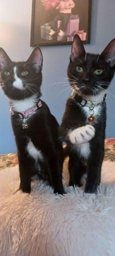 Enlarge Spice [and Saige], a Adoptable Domestic Short Hair in Avondale, PA image 2/2