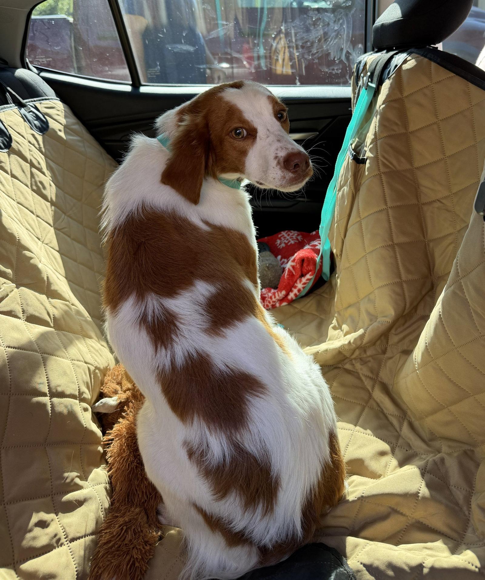KS/Ruby (AR), a Adopted Brittany Spaniel in Baldwinsville, NY image 1/3