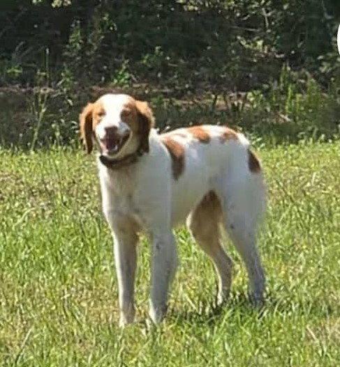 KS/Ruby (AR), a Adopted Brittany Spaniel in Baldwinsville, NY image 2/3