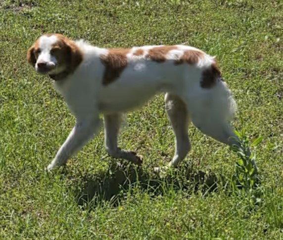 KS/Ruby (AR), a Adopted Brittany Spaniel in Baldwinsville, NY image 3/3