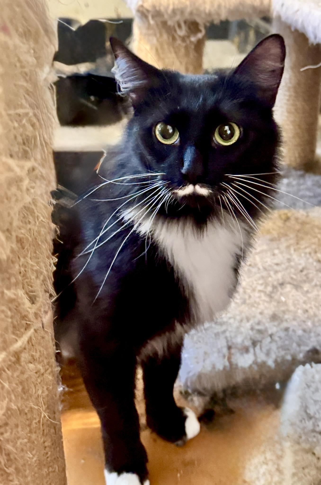 Enlarge Elsa, an adopted Tuxedo in Columbia, SC image 6/6